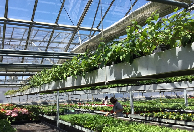 발달장애인의 치유를 위한 농업, 스마트팜. 