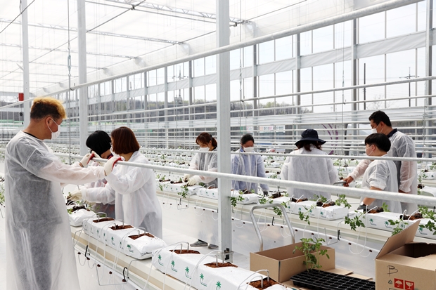 2인 1조로 팀을 이뤄 모종을 심고 있는 푸르메소셜팜과 푸르메재단 직원들 