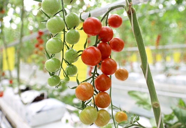 장애청년들이 키운 푸르메소셜팜 방울토마토 