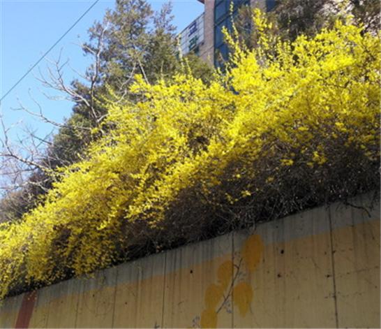 ▲ 아파트 옹벽 위에 핀 개나리