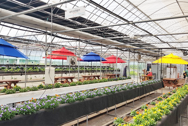 다양한 꽃과 작물이 가득한 푸르메스마트팜 서울농원