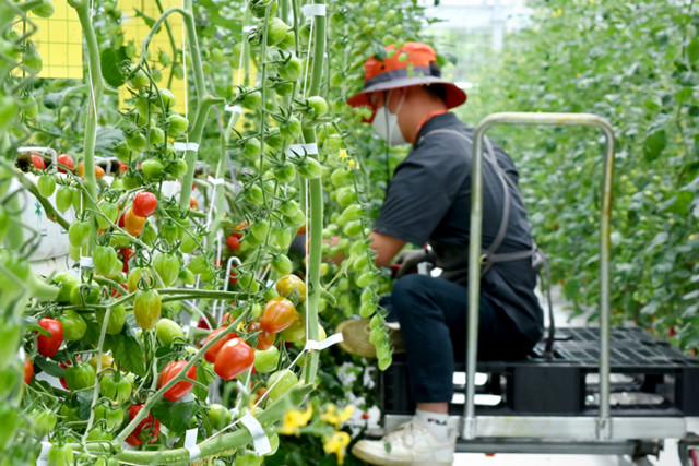 푸르메여주팜 스마트팜에서 방울토마토를 재배하는 발달장애인 직원. [사진=푸르메여주팜]