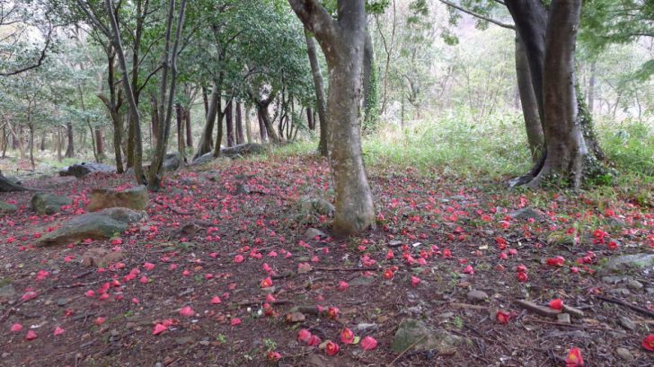 ▲ 대흥사 입구의 꽃길
