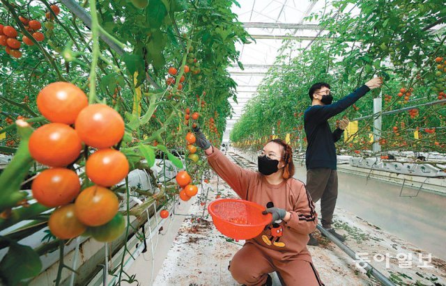 20일 오전 경기 여주시 푸르메소셜팜 유리온실 안에서 장애인들이 빨갛게 익은 방울토마토를 골라 수확하고 있다. 여주=장승윤 기자 tomato99@donga.com