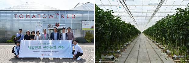 끝이 안 보이는 토마토월드의 스마트팜의 내부. 단위면적당 생산량이 국내 비닐하우스 대비 10배가 넘는다.