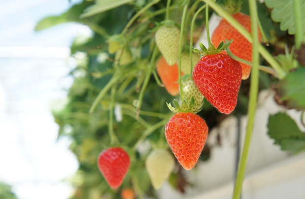 스마트팜에 열린 싱그러운 딸기들.