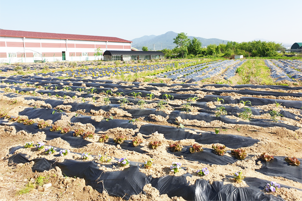 올 가을, 체험객들에게 고구마 캐기의 기쁨을 안겨줄 노지