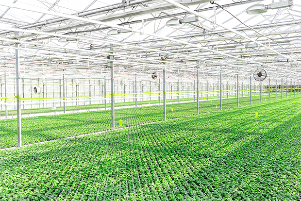 기존 농업에 비해 생산성이 높은 스마트팜