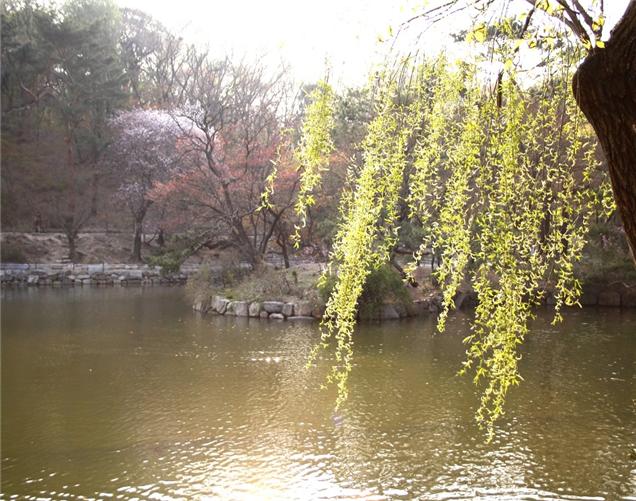 ▲ 형광빛의 초록색 싹을 틔우고 있는 버드나무