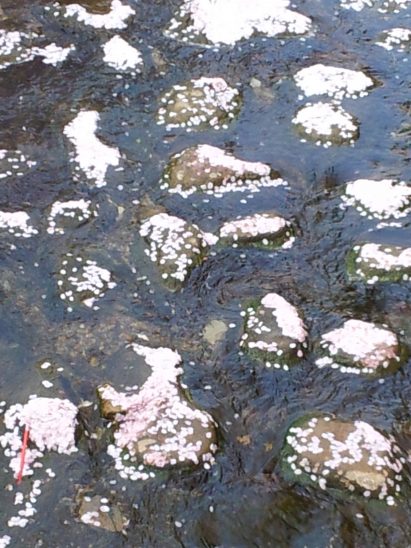 ▲ 여좌천에 흩어진 벚꽃 잎들