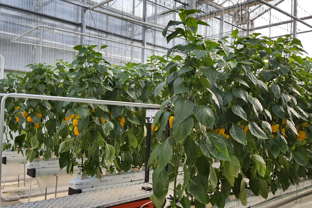 파프리카가 자라고 있는 연암대학교 내 스마트팜 온실