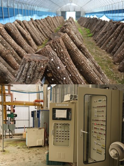 전통적인 버섯농법(위)과 첨단 스마트팜 시설. 