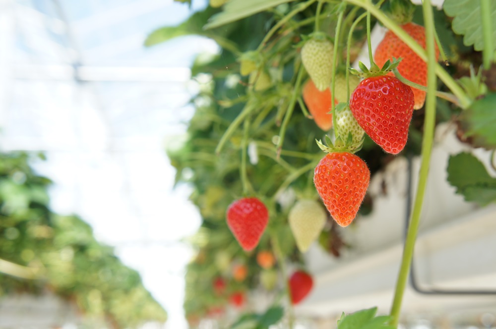 끝이 뾰족하고 예쁘게 생긴 Malling centenary.