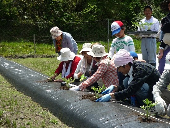 하트랜드 히로시마의 필드 양액재배시스템.(수경재배)