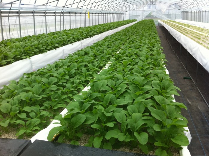 하트랜드 히로시마에서 자원봉사자들이 함께 작물을 심고 있다.