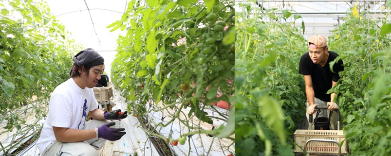 토마토 재배작업을 하는 장애인 직원들.