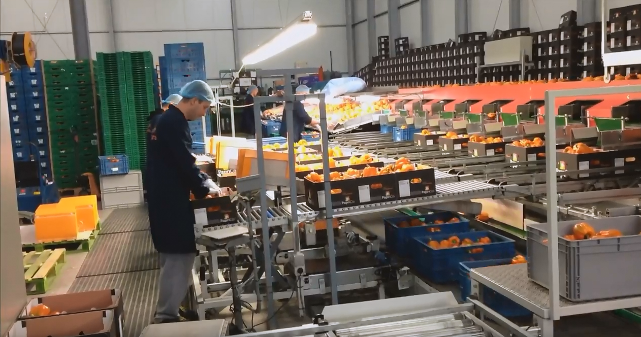 베쥬크 농장에서 근무하고 있는 모습 (출처 : bezeok 농장 유투브영상)