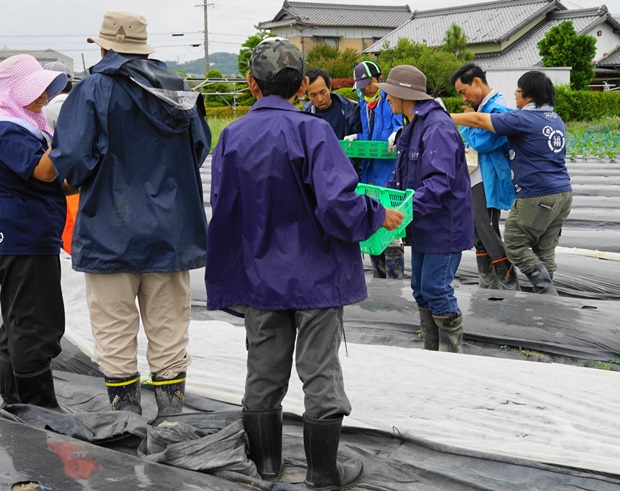 밭에서 일하고 있는 무몬복지회 장애 근로인들