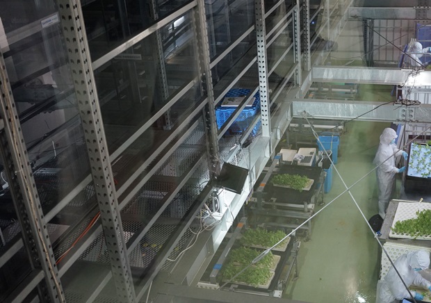 양상추를 대량 생산하는 식물공장