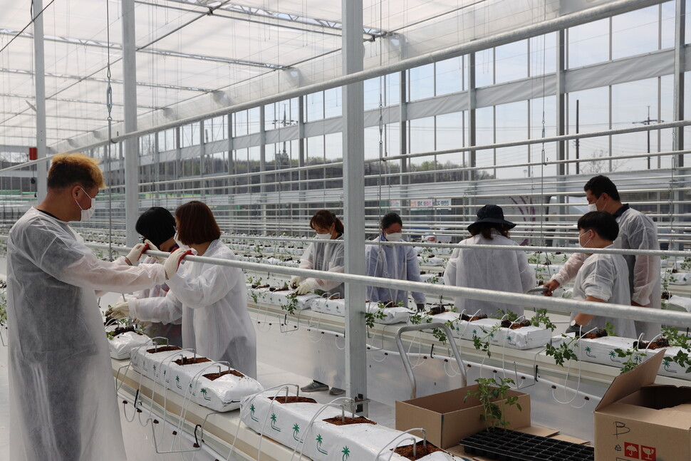 6일 경기도 여주시 오학동에서 열린 발달장애 청년을 위한 일터 푸르메소셜팜 유리온실 완공식에서 푸르메재단 이사장 강지원 변호사와 이항진 경기 여주시장이 지 켜보는 가운데 청년들이 방울토마토 모종을 심고 있다. 