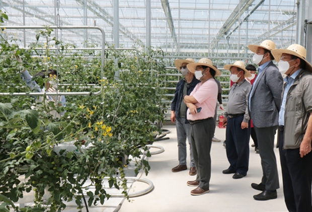 방울토마토 농사 체험을 위한 설명을 듣고 있는 더미라클스 회원들