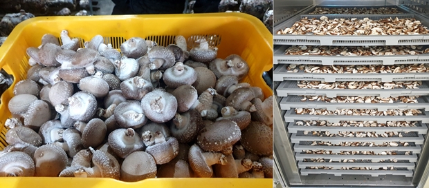 발달장애 청년들이 직접 키운 표고버섯