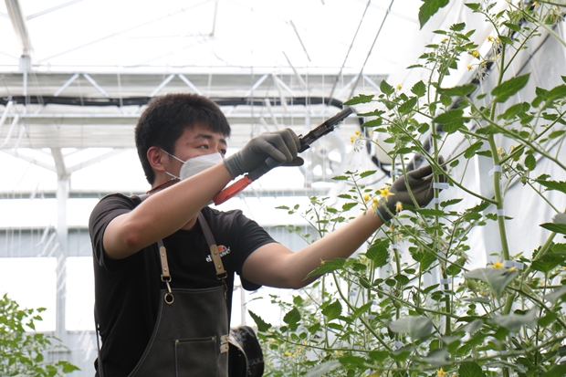 부지런히 곁순을 따는 푸르메소셜팜 직원.