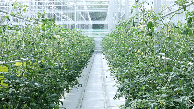 청소작업을 마치고 깨끗해진 온실 모습