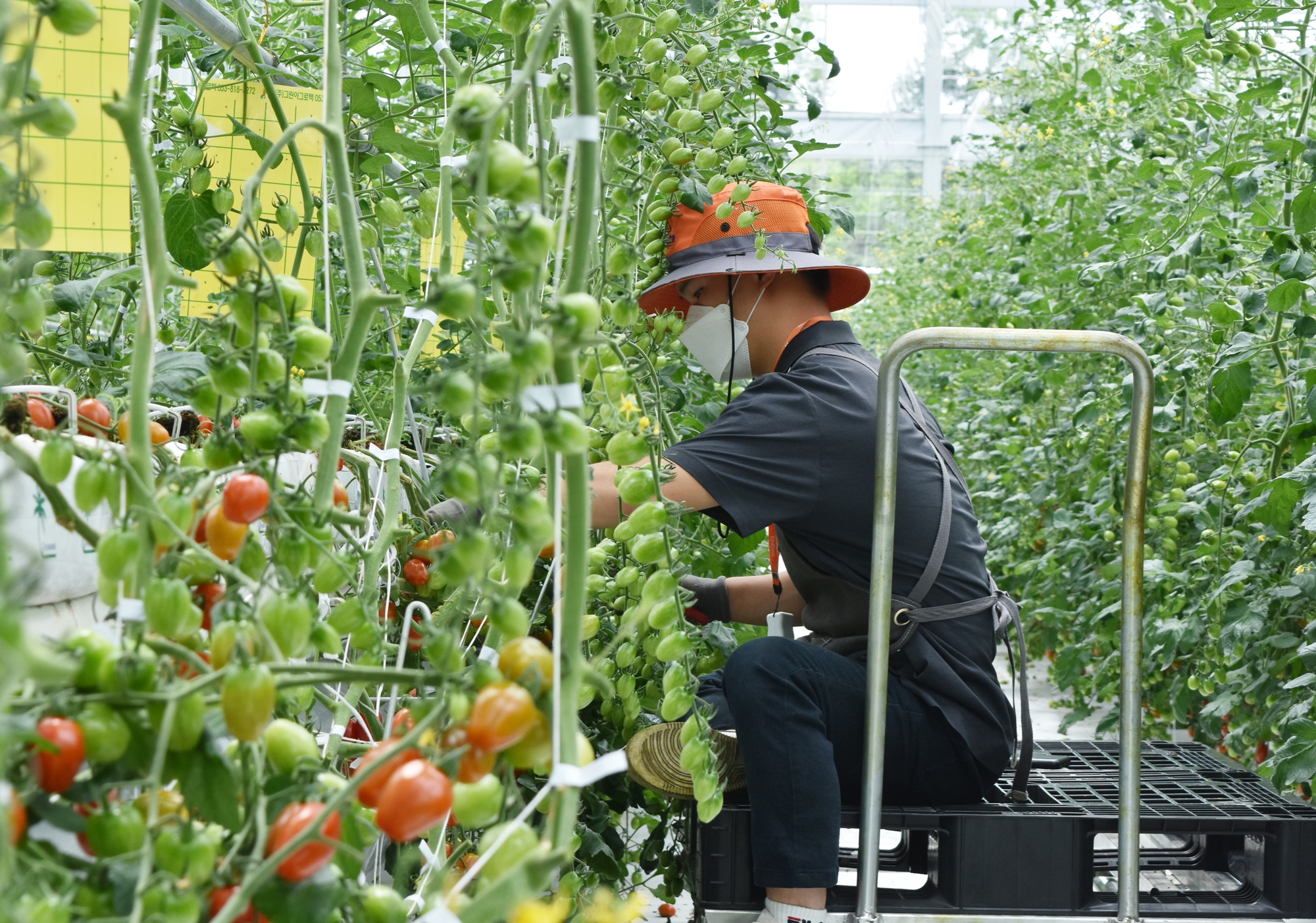 푸르메소셜팜에서 일하고 있는 발달장애 청년