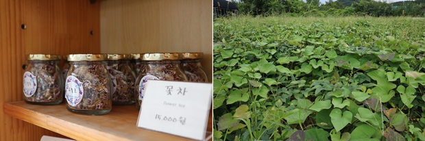 서울농원에서 재배한 꽃으로 만든 꽃차와 한창 자라고 있는 고구마. 이외에도 다양한 작물을 만날 수 있다.