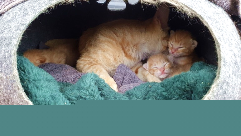 보고 있으면 심장 아픈 고양이들ㅠㅠ