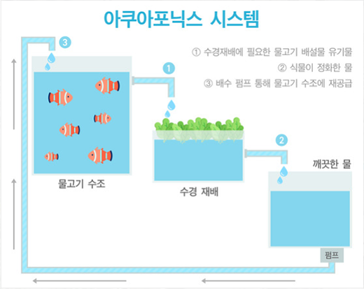 아쿠아포닉스 작동 원리 (출처 : https://news.joins.comarticle22147267)