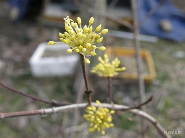 ▲ 작지만 알차게 꽃을 피우고 있는 산수유