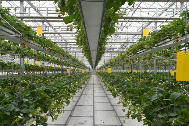 딸기가 자라고 있는 평택 그린케이팜