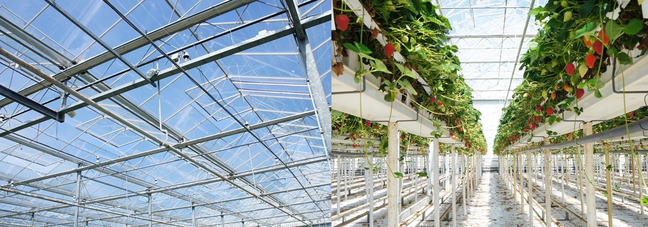 스프링쿨러가 설치된 온실 상단(왼쪽)과 1.35m 높이로 설치된 고설베드.