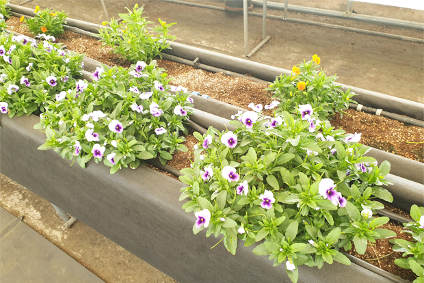 각종 꽃차 체험에 활용될 팬지