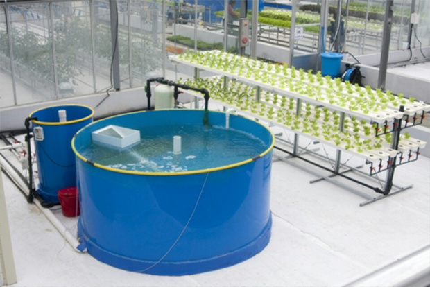 물고기의 배설물을 활용해 작물을 키우는 아쿠아포닉스 (출처 : 경기도농업기술원)