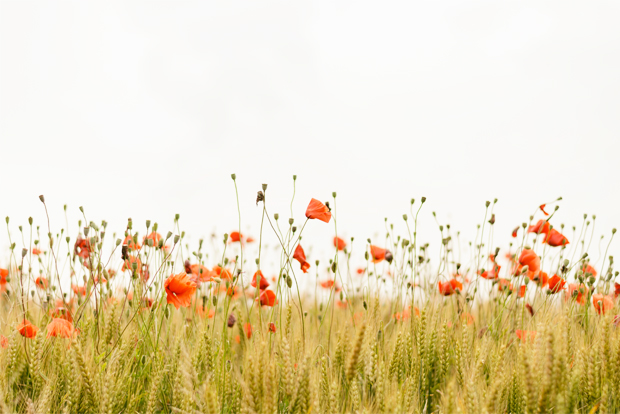 들판에 피어난 꽃들