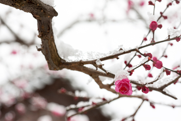 꽃망울을 터뜨린 매화 나무