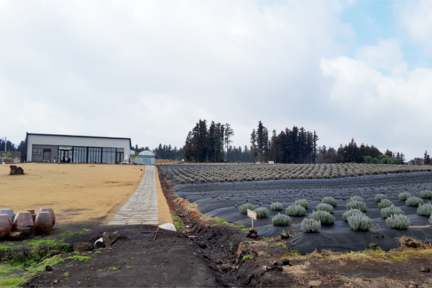 농장에서 바라본 카페 보롬왓 전경. 오른편 동글동글한 친구들은 라벤더
