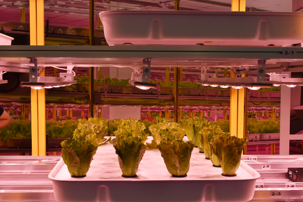 수직농장에서 엽채소를 키우기 쉽도록 모듈화된 재배장치와 엘이디 조명.