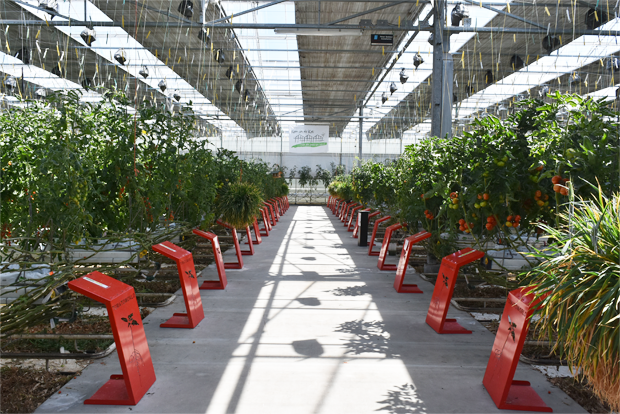 스마트팜 시스템으로 작동되는 토마토월드 유리온실