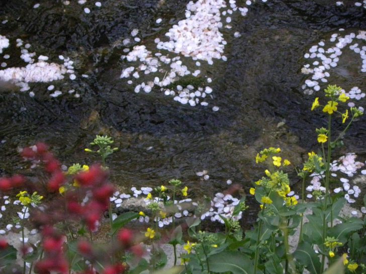 ▲ 제비꽃, 유채꽃 등 봄꽃들로 물든 여좌천