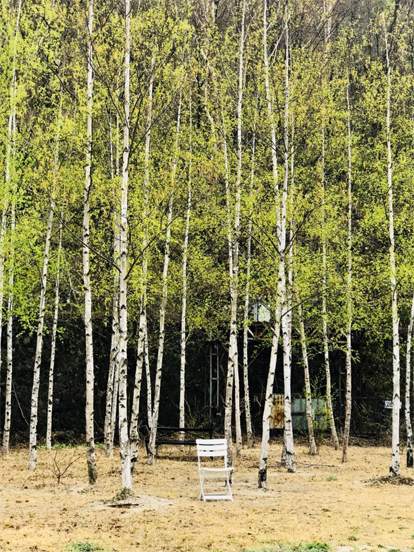 조차장을 나오면 펼쳐진 자작나무 숲