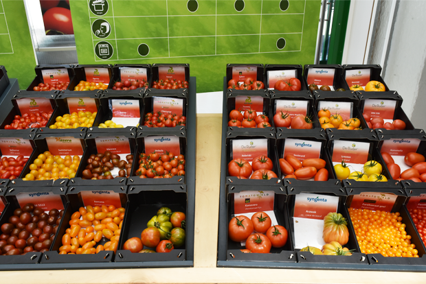 토마토월드에서 재배되는 다양한 품종의 토마토들