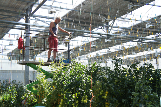 토마토월드에서 일하고 있는 노동자