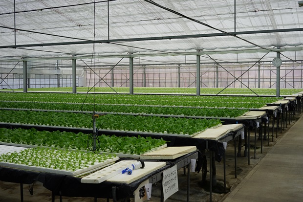 쿄마루엔 농장에서 수경 재배를 하는 청경채