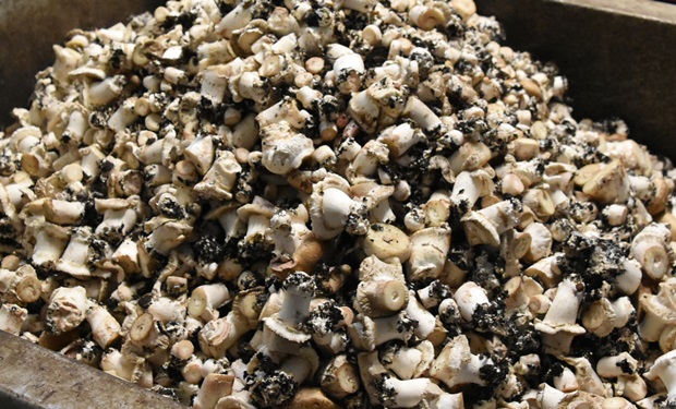 수확과정에서 잘라낸 버섯기둥들은 푸드뱅크나 인근의 농가로 보내 활용되고 있다.