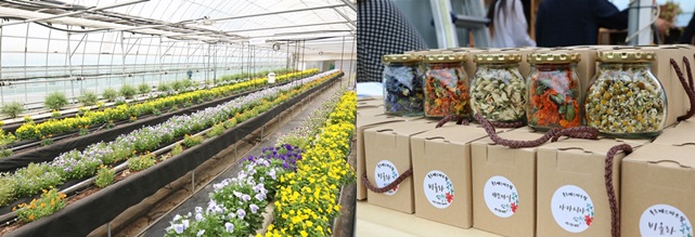 푸르메스마트팜 서울농원에서 재배한 꽃과 이를 가공해 만든 꽃차