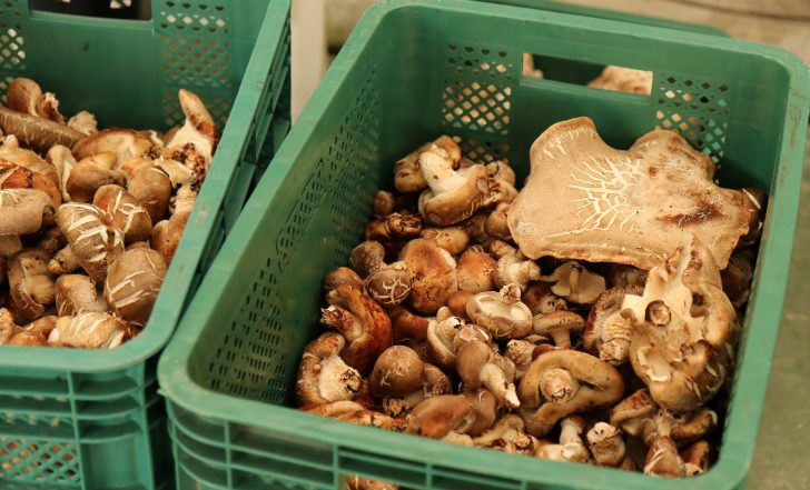 장애청년들이 수확한 표고버섯.